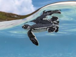 10 Foto Jawara The Ocean Photographer of the Year 2022, Keren Banget