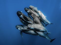 10 Foto Jawara The Ocean Photographer of the Year 2022, Keren Banget