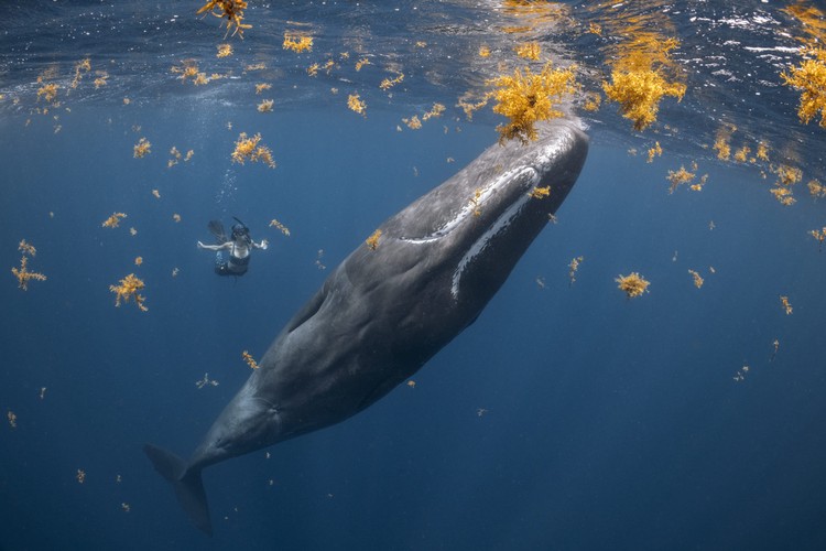 10 Jawara The Ocean Photographer of the Year 2022, Keren-keren Banget
