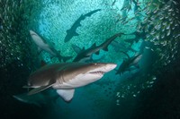 10 Jawara The Ocean Photographer of the Year 2022, Keren-keren Banget