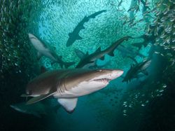 10 Foto Jawara The Ocean Photographer of the Year 2022, Keren Banget