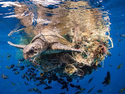 10 Foto Jawara The Ocean Photographer of the Year 2022, Keren Banget
