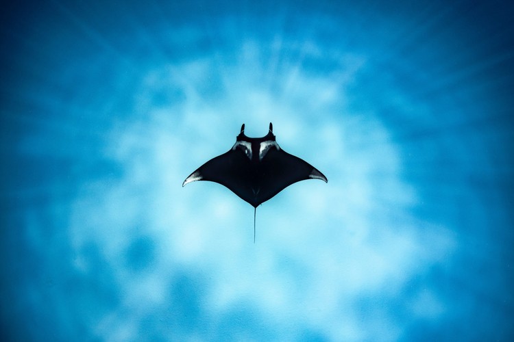 10 Jawara The Ocean Photographer of the Year 2022, Keren-keren Banget