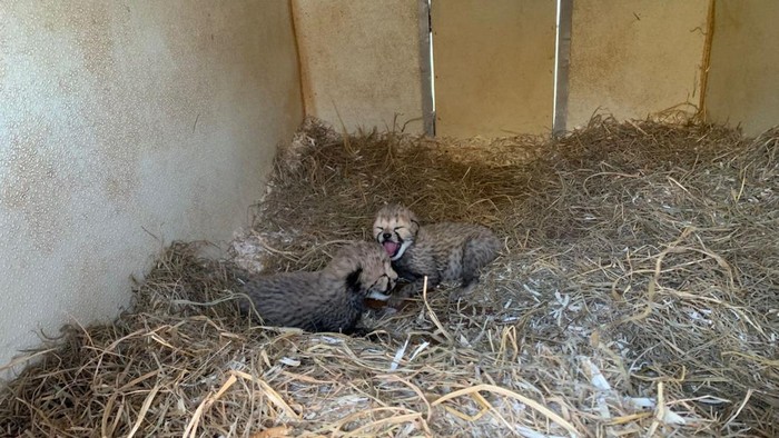 Citah di Cheetah Cub Cam