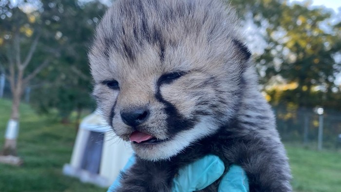 Citah di Cheetah Cub Cam