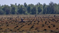 Pohon-pohon yang ditebang dalam jumlah besar kini tidak ada yang menanam lagi. Meskipun para petani di wilayah tersebut telah menanam pohon poplar sebagai pengganti willow.