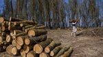 Tahu Kan Kriket? Nah, Ini Proses Tongkat Pemukulnya Dibikin