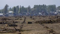 Lanskap ini merupakan perkebunan dari pohon willow atau Dedalu atau Gandarusa di Kashmir, India, (26/9/2022) yang merupakan bahan baku utama dari tongkat kriket atau bet.