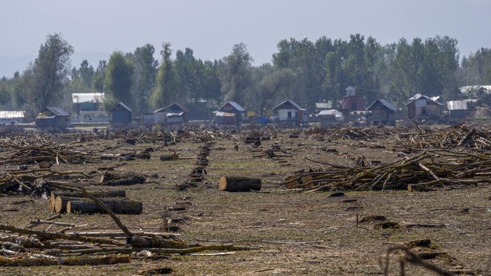 A Kashmiri man carries a willow log after cutting down willow trees over a government wetland at Haretaar north of Srinagar, Indian controlled Kashmir, Sept. 27, 2022. Kashmir’s dwindling willow plantations are impacting the region’s famed cricket bat industry and risking the supply of cricket bats in India, where the sport is hugely followed. The industry employs more than 10,000 people and manufactures nearly a million bats a year. (AP Photo/Dar Yasin)