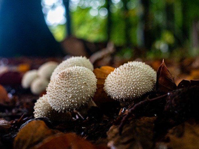 Sekelompok jamur puffball yang hidup di tanah.