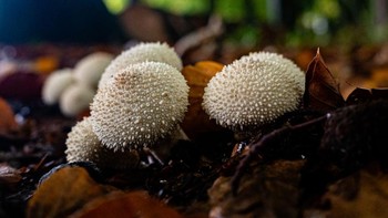 Sekelompok jamur puffball yang hidup di tanah, berwarna putih dan mempunyai tekstur.