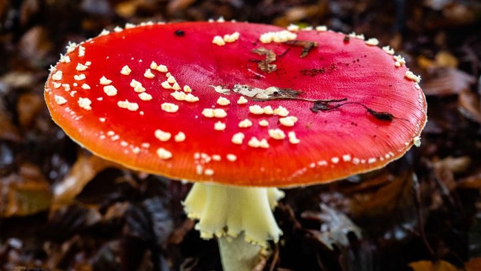 Jamur Fly agaric raksasa yang hidup di tanah.
