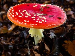 Aneka Jamur Berbentuk Unik di Belanda