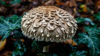 Pemandangan jamur Large parasol yang tumbuh di tanah. Jamur ini berwarna putih kecoklatan dan memiliki tekstur.