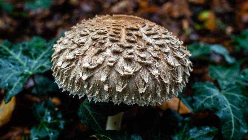 Pemandangan jamur 'Large parasol' yang diletakkan di tanah.