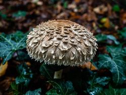 Aneka Jamur Berbentuk Unik di Belanda