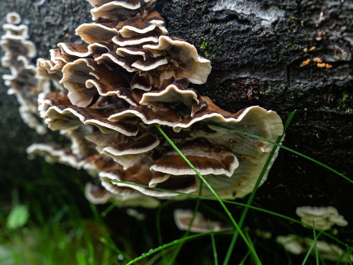 Sekelompok jamur Flat tinder fungus ditempatkan di dasar batang kayu.