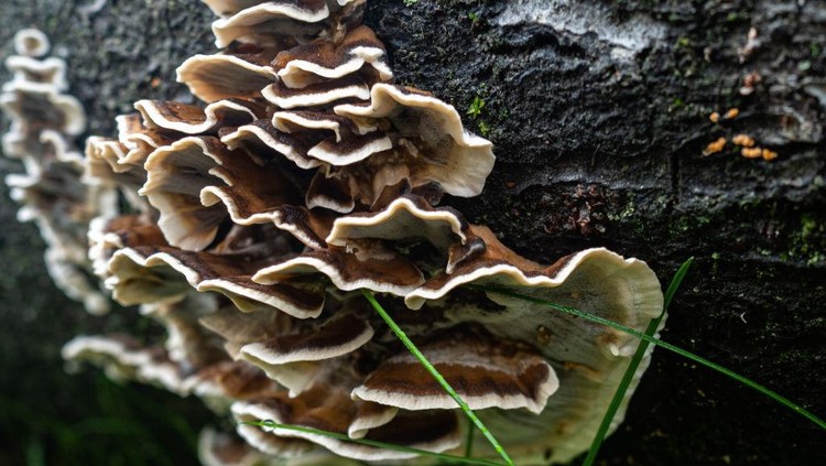 Sekelompok jamur Flat tinder fungus ditempatkan di dasar batang kayu.