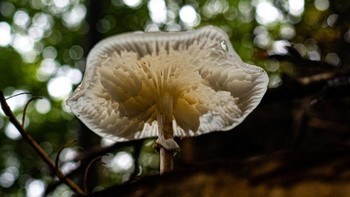 Penampakan jamur Porcelain dari tanah.