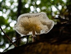 Aneka Jamur Berbentuk Unik di Belanda