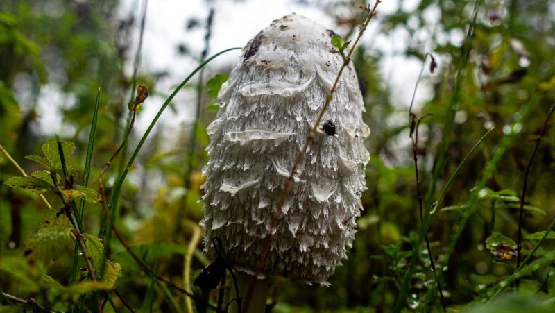 Bentuk jamur 'Scaly ink' yang hidup di tanah.