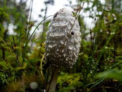 Aneka Jamur Berbentuk Unik di Belanda