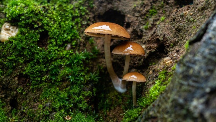 Sekelompok jamur Ordinary Sulfur Heads hidup di pangkal pohon.