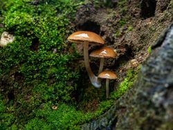 Aneka Jamur Berbentuk Unik di Belanda