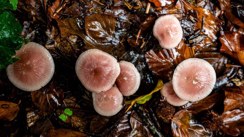 Pemandangan jamur 'witch shields' yang berwarna merah muda di Nijmegen, Sabtu (15/10/2022).