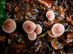 Aneka Jamur Berbentuk Unik di Belanda