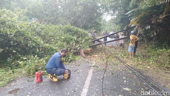 pohon tumbang ambruk tiang telepon ikut tumbang