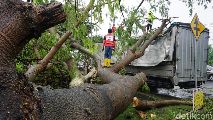 pohon tumbang timpa truk di mojokerto