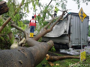 Pohon Sengon Besar Tumbang Timpa Truk Boks di Bypass Mojokerto