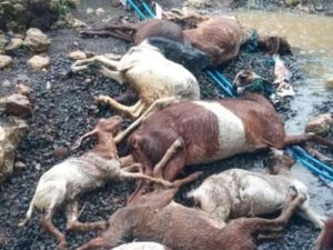 Puluhan Hewan Ternak Mati Diterjang Banjir Blitar Selatan