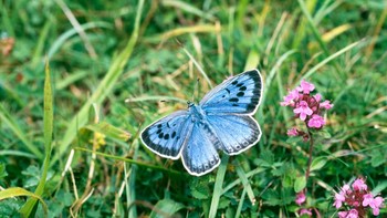 Sempat punah di pedesaaan Inggris selama 40 tahun, kupu-kupu biru besar sukses diperkenalkan kembali di tahun 2020. Kupu-kupu itu kembali berseliweran di beberapa area, sampai ratusan jumlahnya.  Foto: Universal Images Group via Getty/Education Images