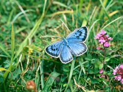 10 Hewan yang Dibangkitkan Ilmuwan dari Kepunahan