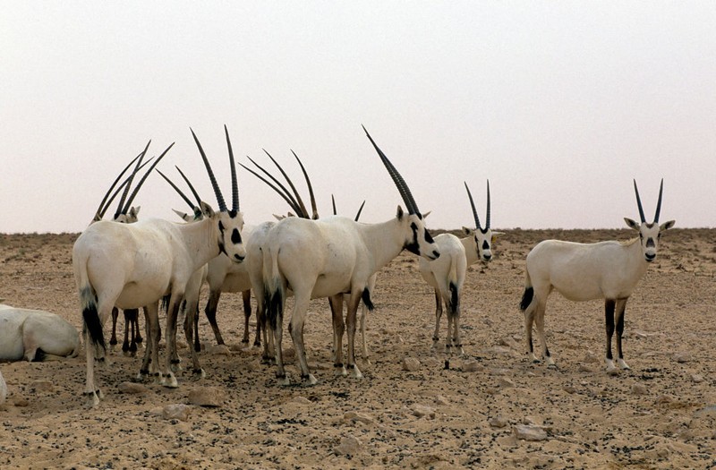 Arabian oryx