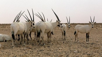 Hewan Arabian oryx ini beradaptasi dengan baik untuk hidup di area padang pasir. Tapi mereka menghilang dari alam liar sejak tahun 1970-an karena perburuan. Saat ini, ribuan Arabian oryx kembali ada berkat pelepasan kembali banyak ekor ke habitat semula.  Foto: REDA&CO/Universal Images Group v/REDA&CO