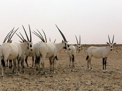 10 Hewan yang Dibangkitkan Ilmuwan dari Kepunahan