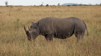 Populasi badak hitam menurun drastis di abad ke-20, tersisa 2.400 ekor di tahun 1990-an. Upaya konservasi telah meningkatkan angka mereka sampai dua kali lipat di area habitat mereka dulu.  Foto: dpa/picture alliance via Getty I/picture alliance