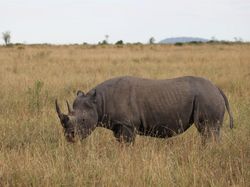 10 Hewan yang Dibangkitkan Ilmuwan dari Kepunahan