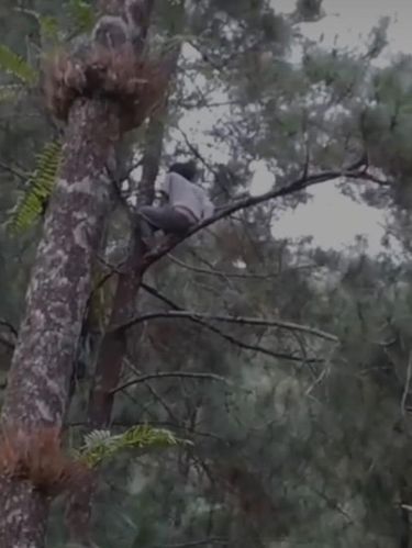 Beredar viral seorang pria yang memanjat dan tinggal di atas pohon pinus setinggi 20 meter.
