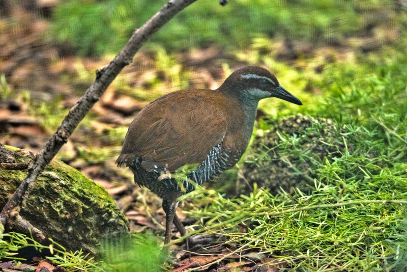 burung guam rail