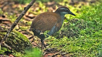 Tahun 1970-an, burung Guam rail ini hampir punah karena dimangsa oleh ular invasif. Tahun 1981, beberapa ilmuewan menyelamatkan 21 burung terakhir dan sejak itu, mengembangbiakkannya lagi. Saat ini diharapkan burung itu bisa kembali ke habitatnya di Guam tidak lama lagi. Foto: Universal Images Group via Getty/Prisma by Dukas
