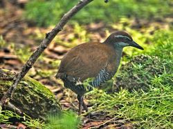 10 Hewan yang Dibangkitkan Ilmuwan dari Kepunahan