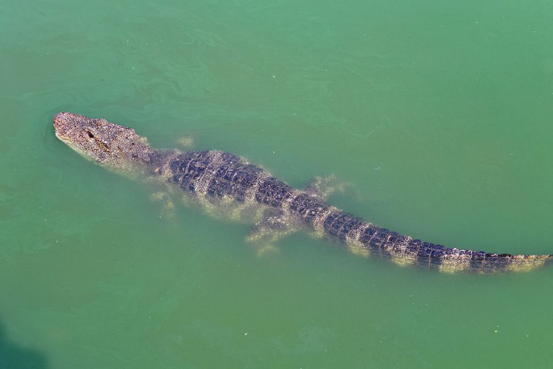 Chinese alligator