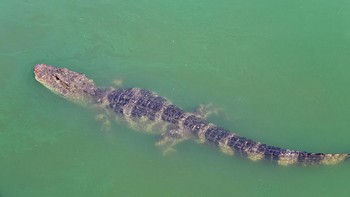 Dulu banyak berkeliaran di basin sungai Yangtze, aligator China populasinya menurun drastis karena habitatnya jadi sawah. Pada 1999, tinggal ada 100 ekor. Nah tahun 2001, aligator China yang dikembangbiakkan di penangkaran dilepas kembali dan membuat jumlahnya bertambah. Foto: Future Publishing via Getty Imag/Future Publishing