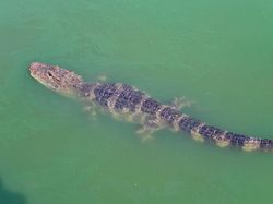 10 Hewan yang Dibangkitkan Ilmuwan dari Kepunahan