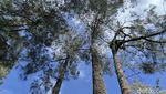 Eksotisme Argopuro Jatim, Gunung Terpanjang di Pulau Jawa