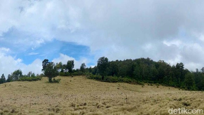 Eksotisme Argopuro Jatim, Gunung Terpanjang di Pulau Jawa Potret keindahan Gunung Argopuro, gunung terpanjang di Pulau jawa dengan ketinggian 3.088 Mdpl. Memiliki 3 puncak yang keren dan sabana yang memukau.